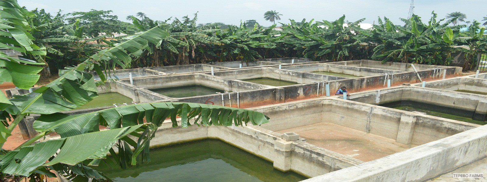 FISH GROW-OUT PONDS